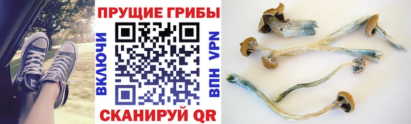 дарк нет наркотические препараты  купить наркоту  Пушкино  Псилоцибиновые грибы Magic Shrooms 